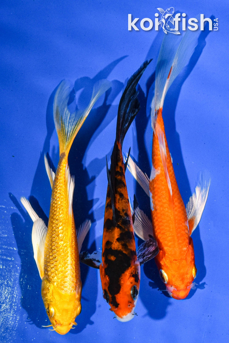 PACK OF (3) 5" BUTTERFLY KOI