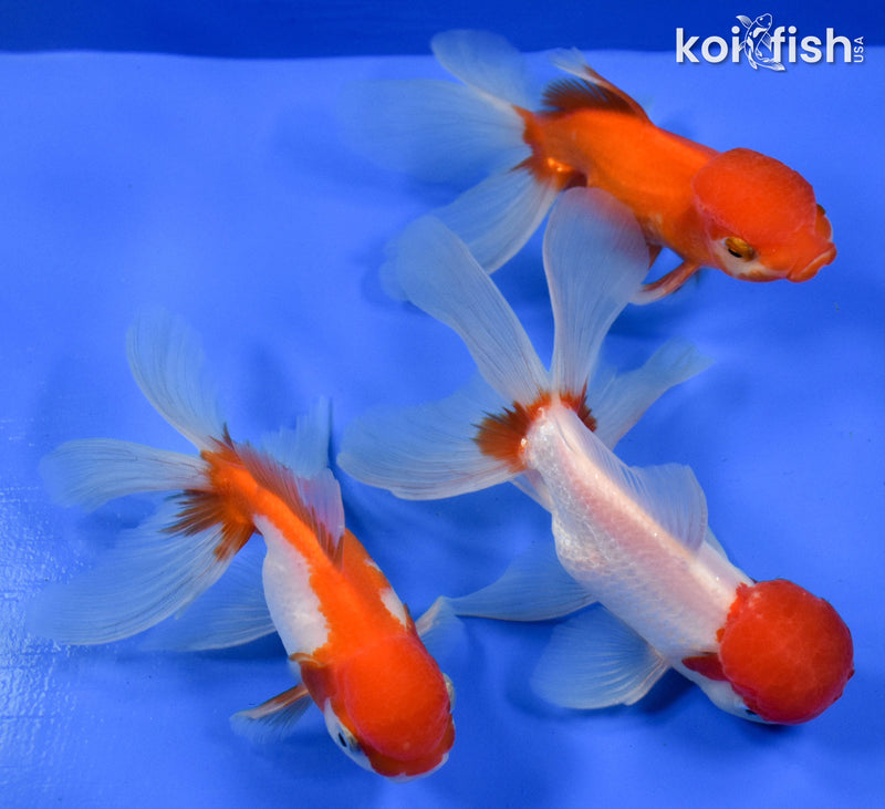 EXACT FISH - LOT OF (3) 5-6" FANTAIL GOLDFISH