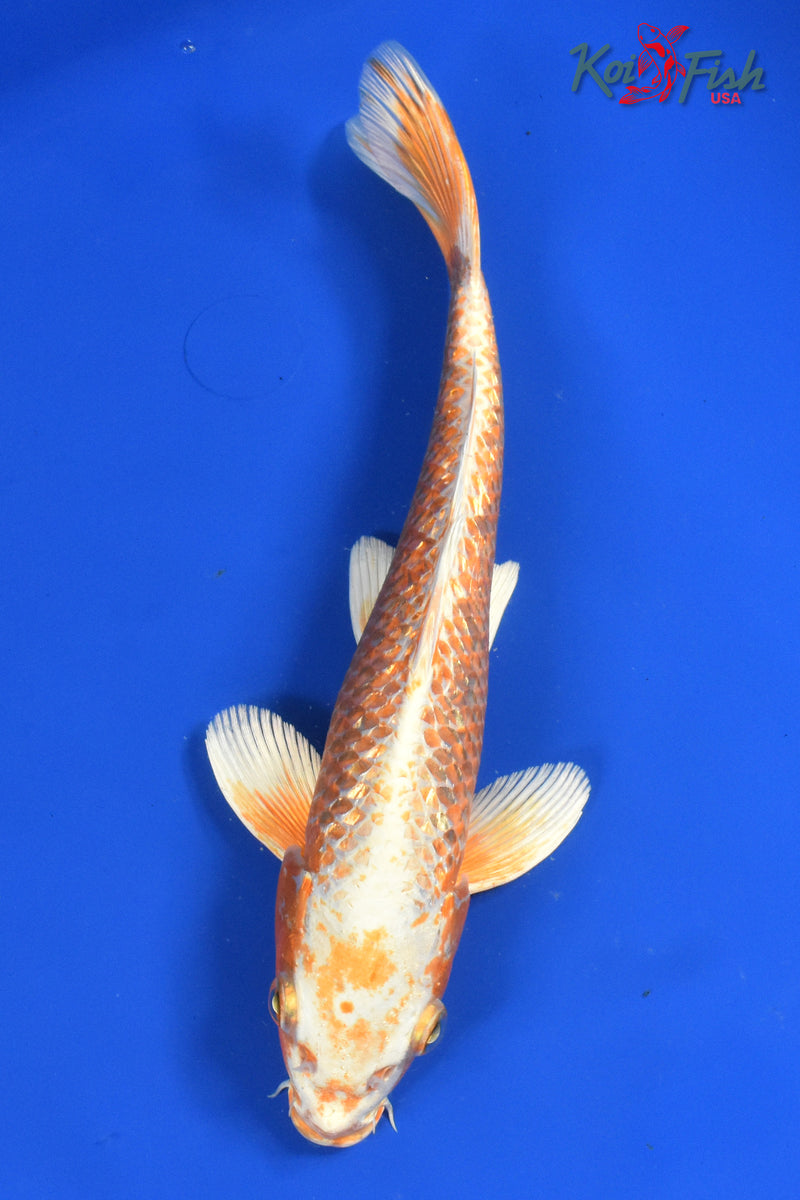 9" GINRIN HARIWAKE