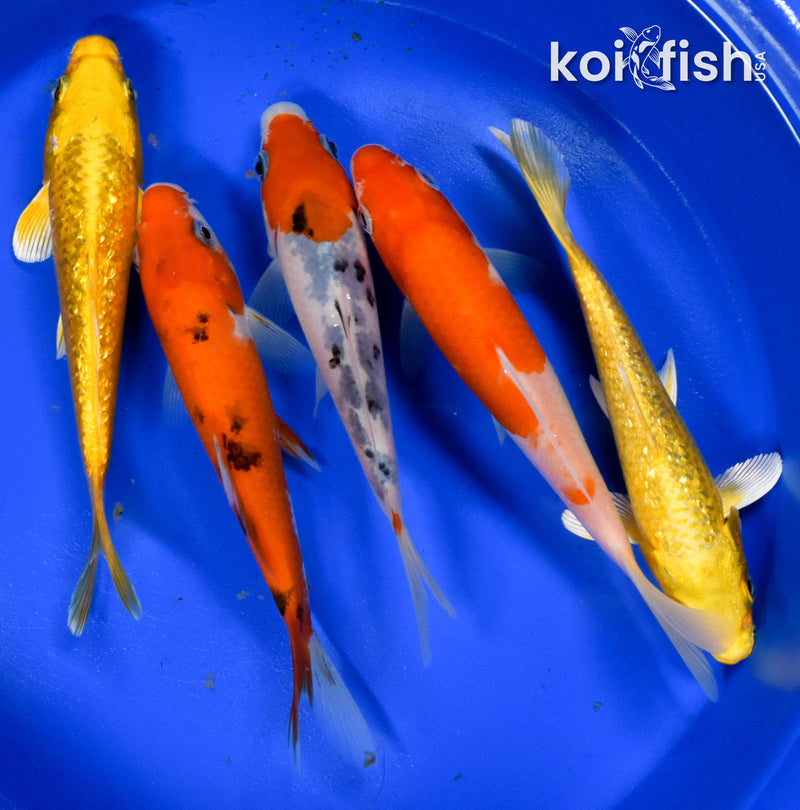 EXACT FISH - LOT OF (5) ASSORTED 5-6" STANDARD KOI