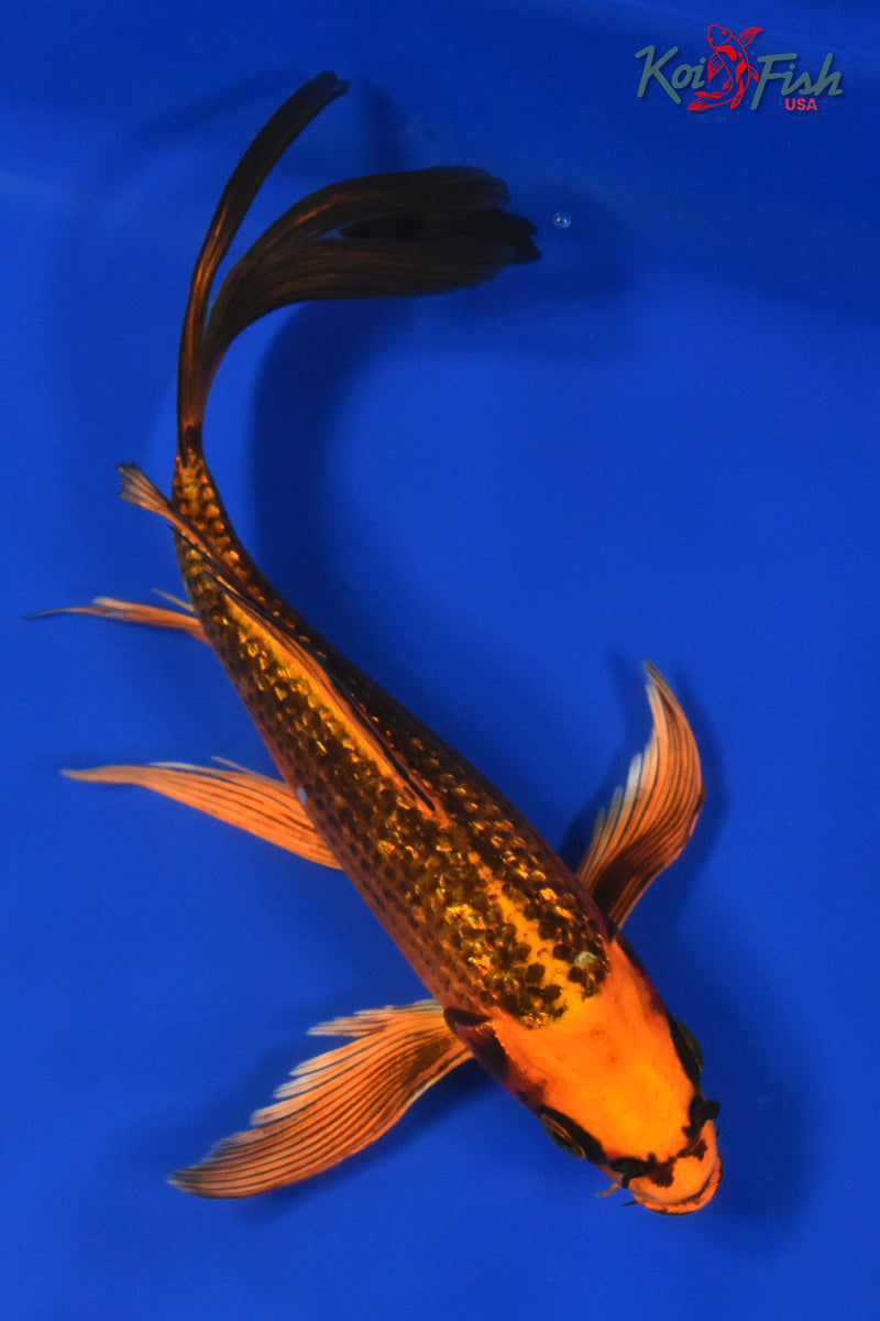 9" GINRIN ORENJI MATSUBA BUTTERFLY