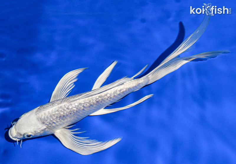 9.5" GINRIN PLATINUM OGON BUTTERFLY