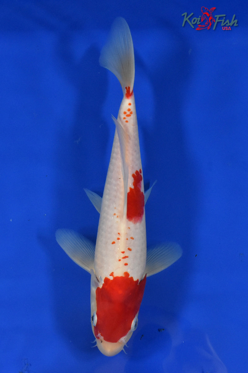 11" KOHAKU