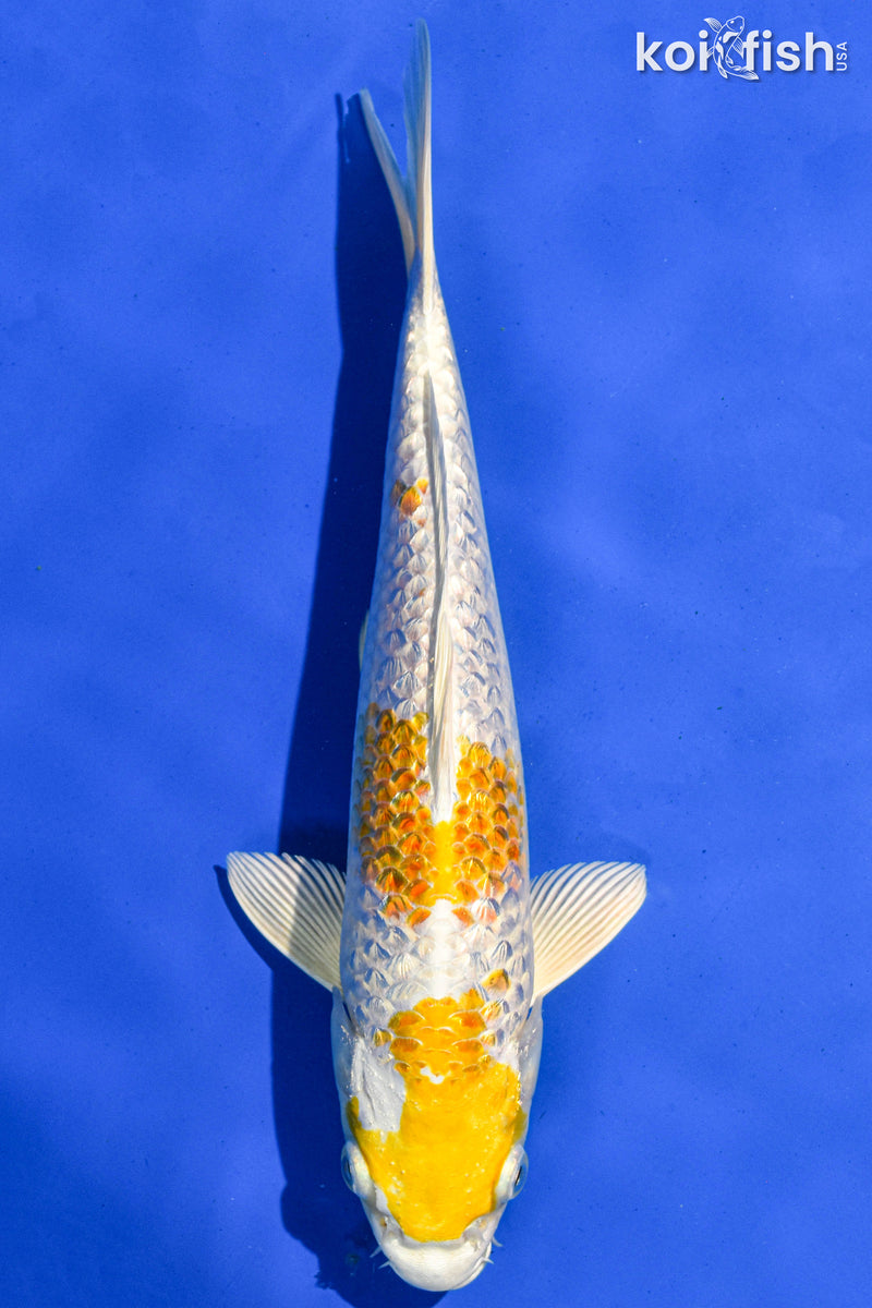 9" GINRIN HARIWAKE