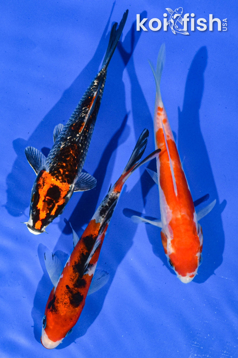 Pack of (3) 5-6" Standard Koi