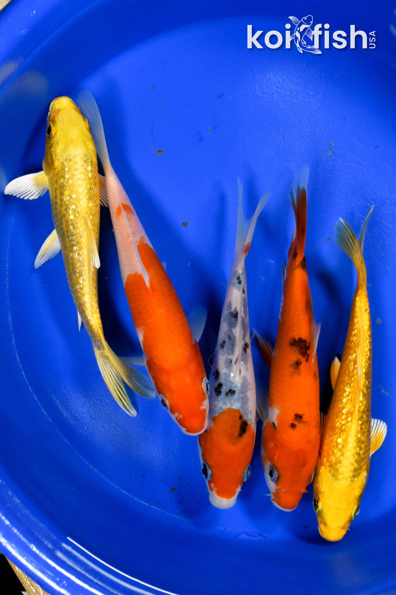 EXACT FISH - LOT OF (5) ASSORTED 5-6" STANDARD KOI