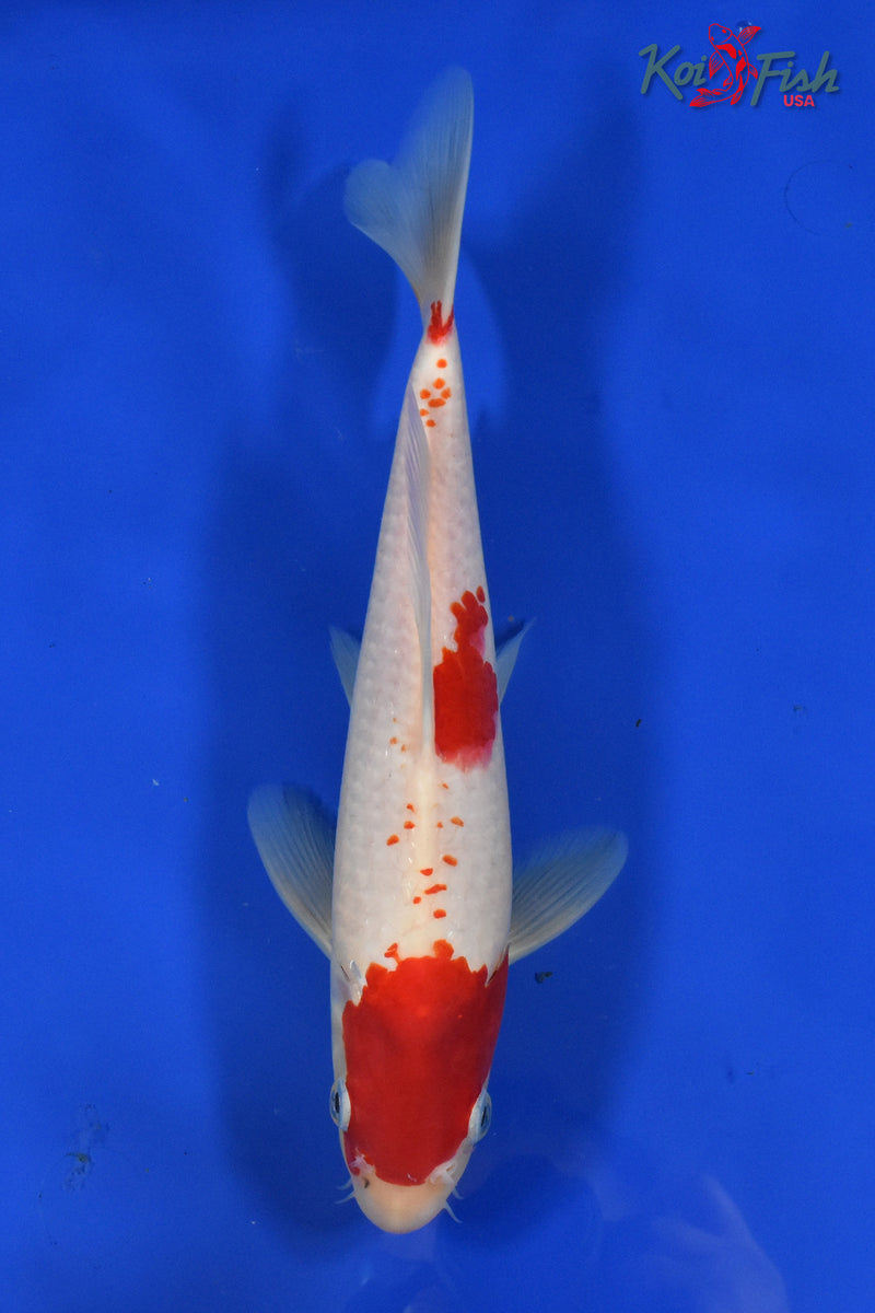 11" KOHAKU