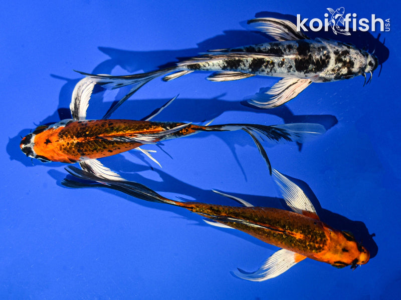 (3) 6-7" BUTTERFLY KOI