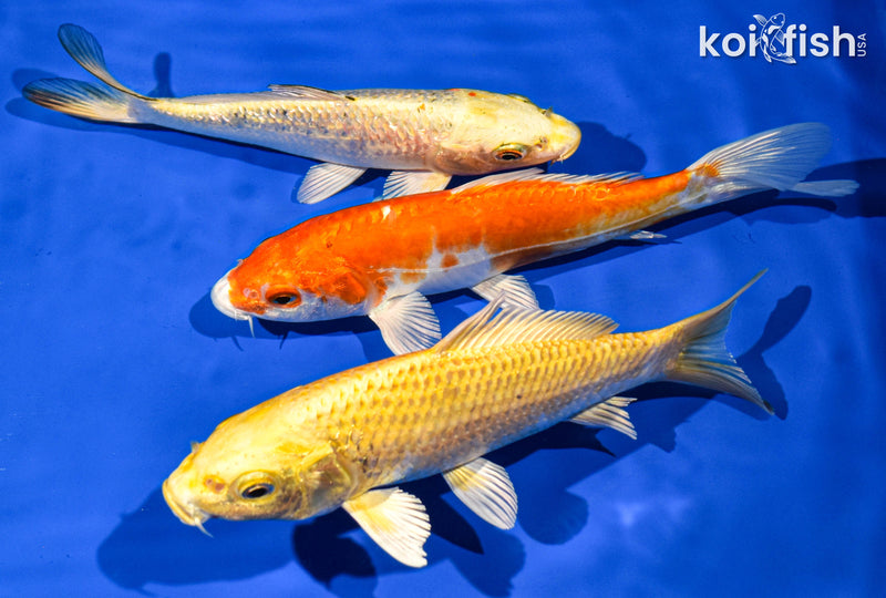 Pack of (3) 6-7" Standard Koi