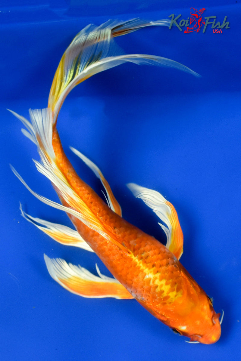 9.5" ORENJI OGON BUTTERFLY