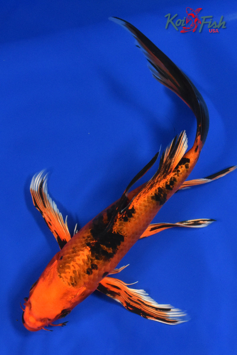 9.5" ORENJI BEKKO BUTTERFLY