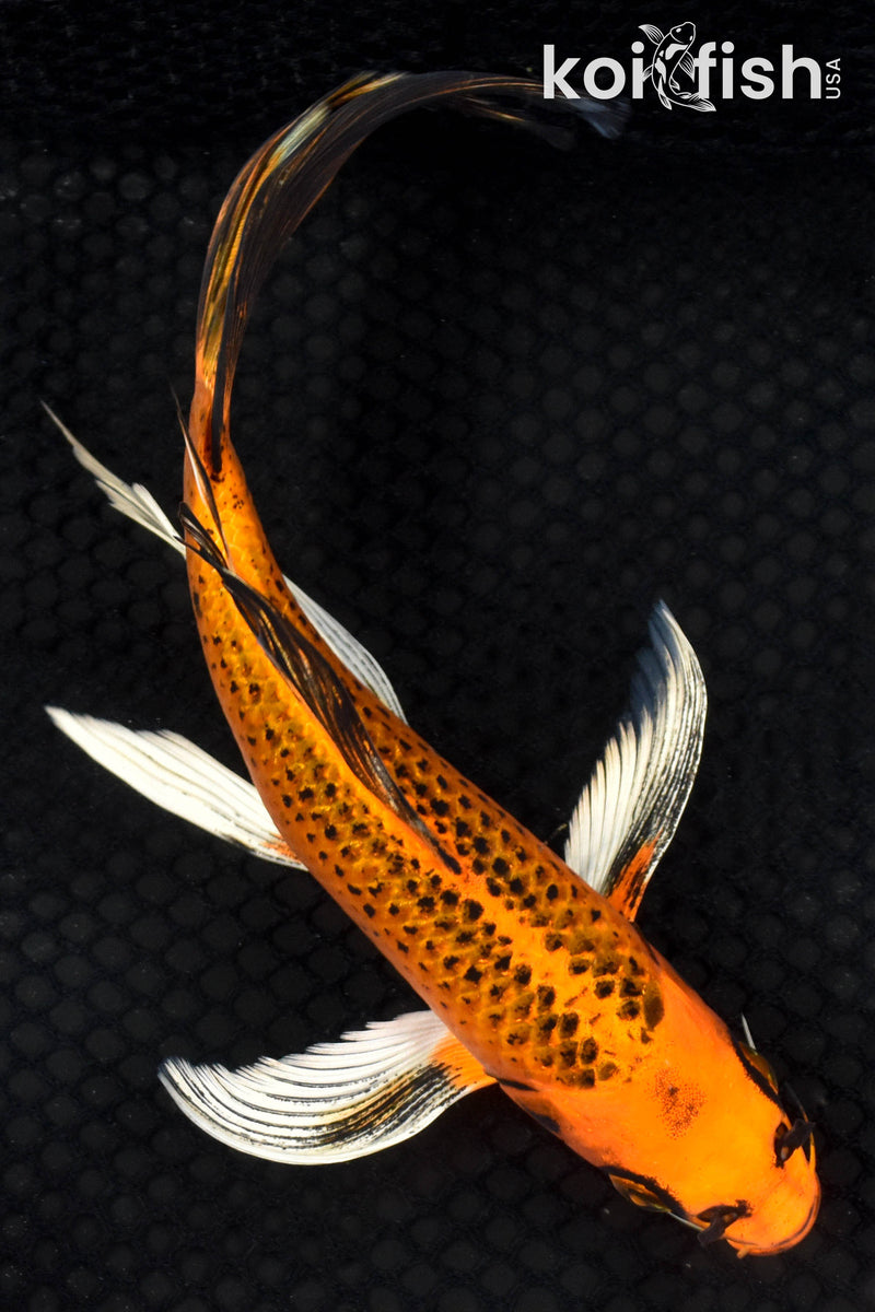 9" ORENJI MATSUBA BUTTERFLY