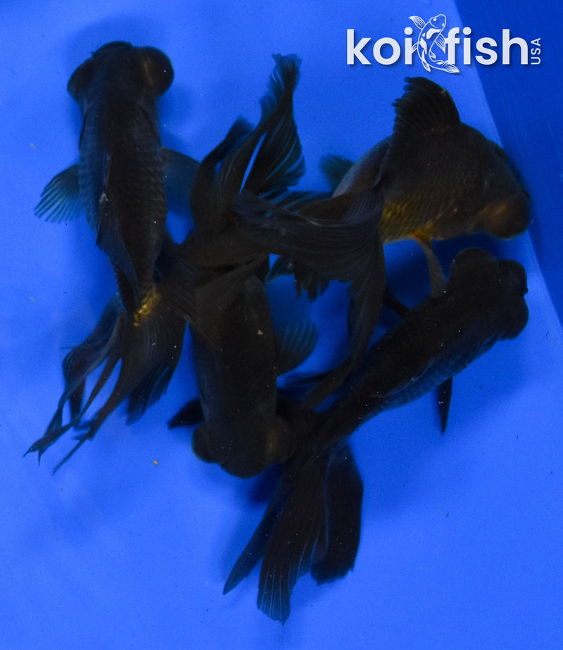 (FIVE) 4-5" Black Moor Goldfish