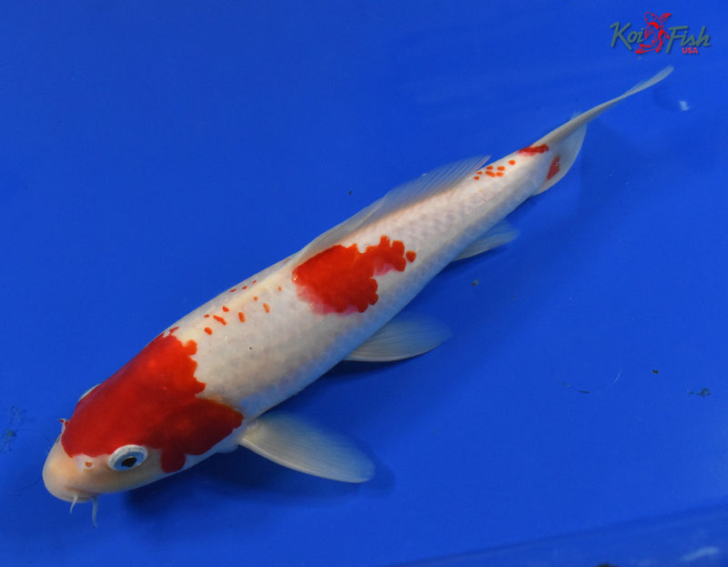 11" KOHAKU