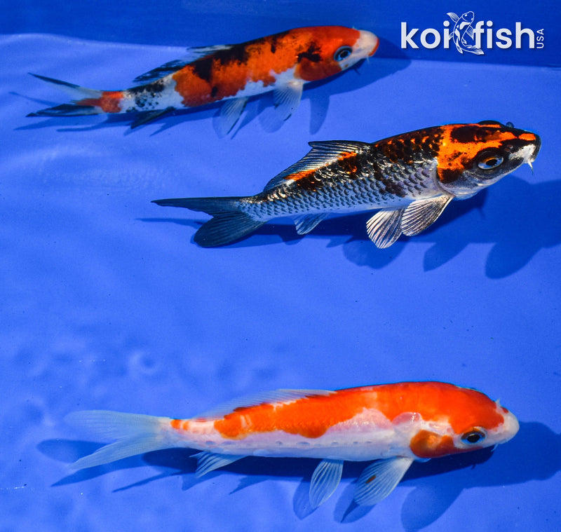 Pack of (3) 5-6" Standard Koi