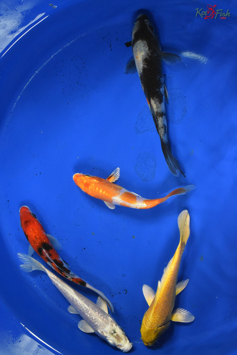 KOI PACK