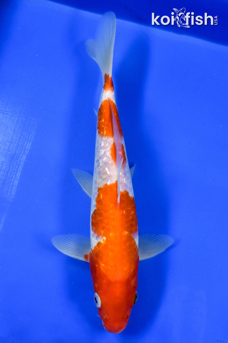 9" GINRIN KOHAKU