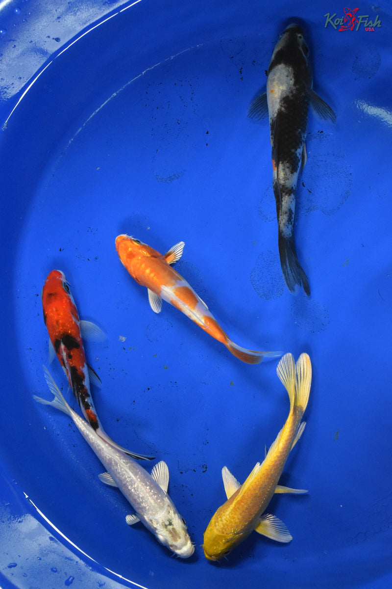 KOI PACK