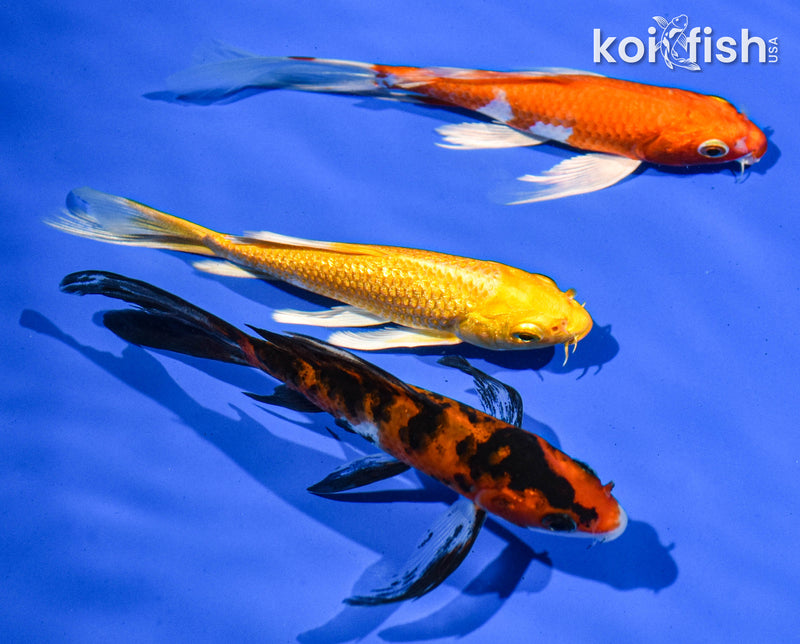 PACK OF (3) 5" BUTTERFLY KOI