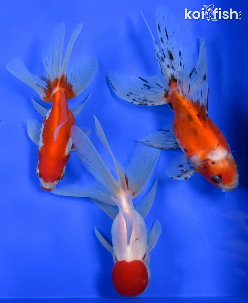 Exact Fish - Lot of (3) 4-6" Fantail Goldfish