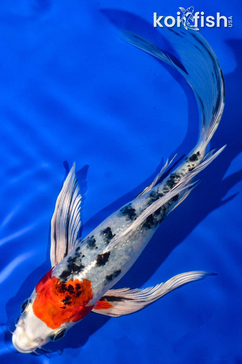 9" YAMATO NISHIKI BUTTERFLY