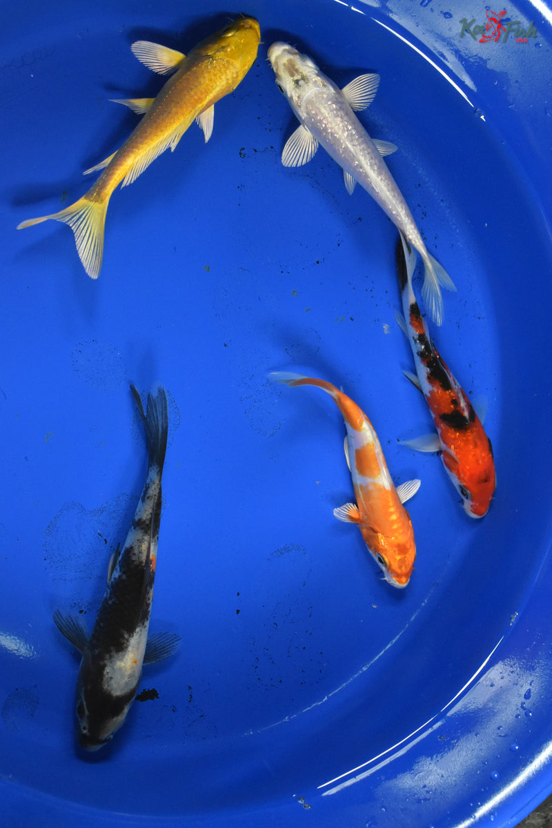 KOI PACK