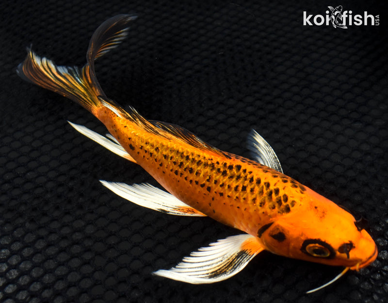 9" ORENJI MATSUBA BUTTERFLY