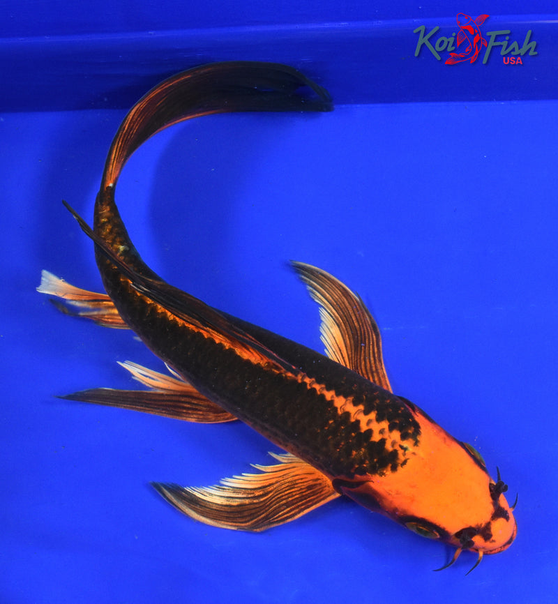 9" KIN MATSUBA BUTTERFLY