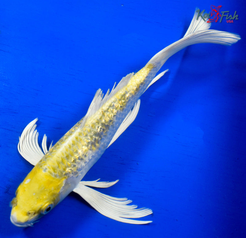 9.5" GINRIN HARIWAKE BUTTERFLY