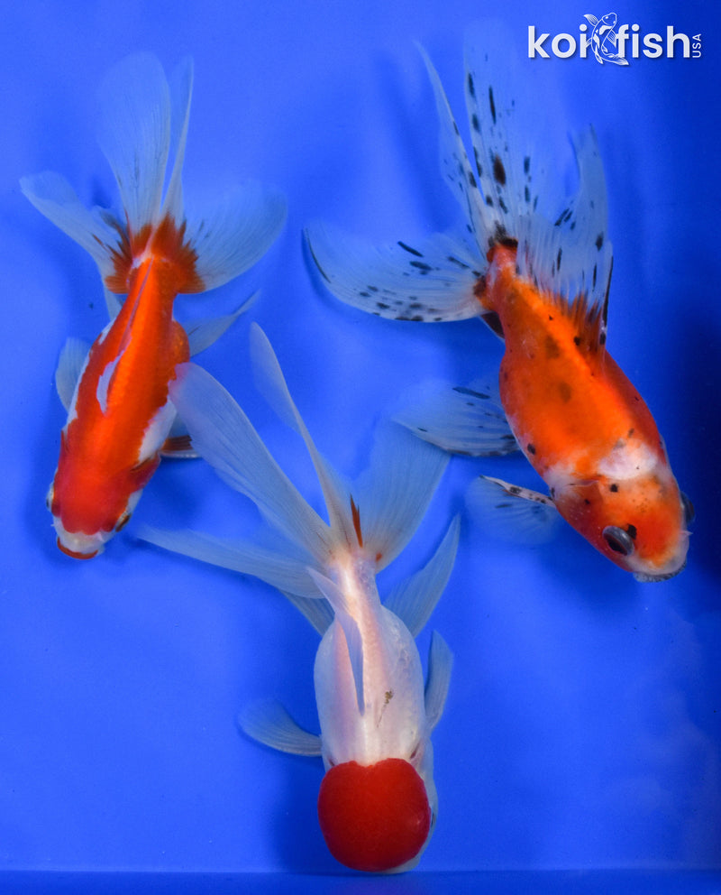 Exact Fish - Lot of (3) 4-6" Fantail Goldfish