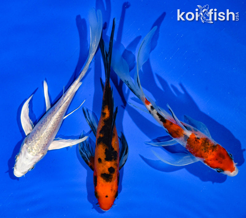 (3) 5-6" BUTTERFLY KOI