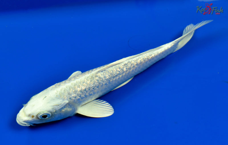 9" GINRIN PLATINUM OGON