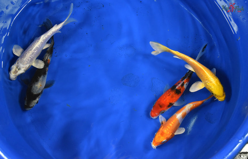 KOI PACK