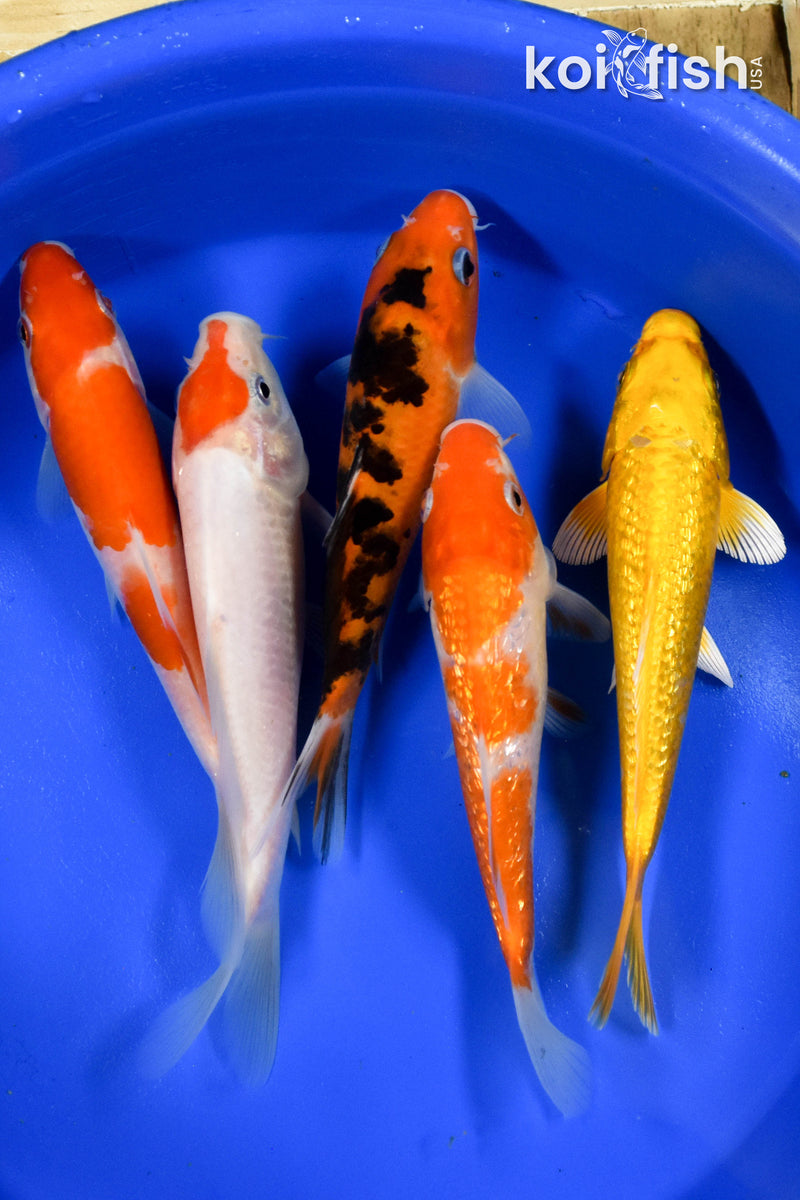 Exact Fish - Lot of (5) Assorted 5-6" Koi