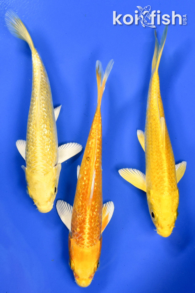 EXACT FISH - LOT OF (3) 5-6" STANDARD KOI