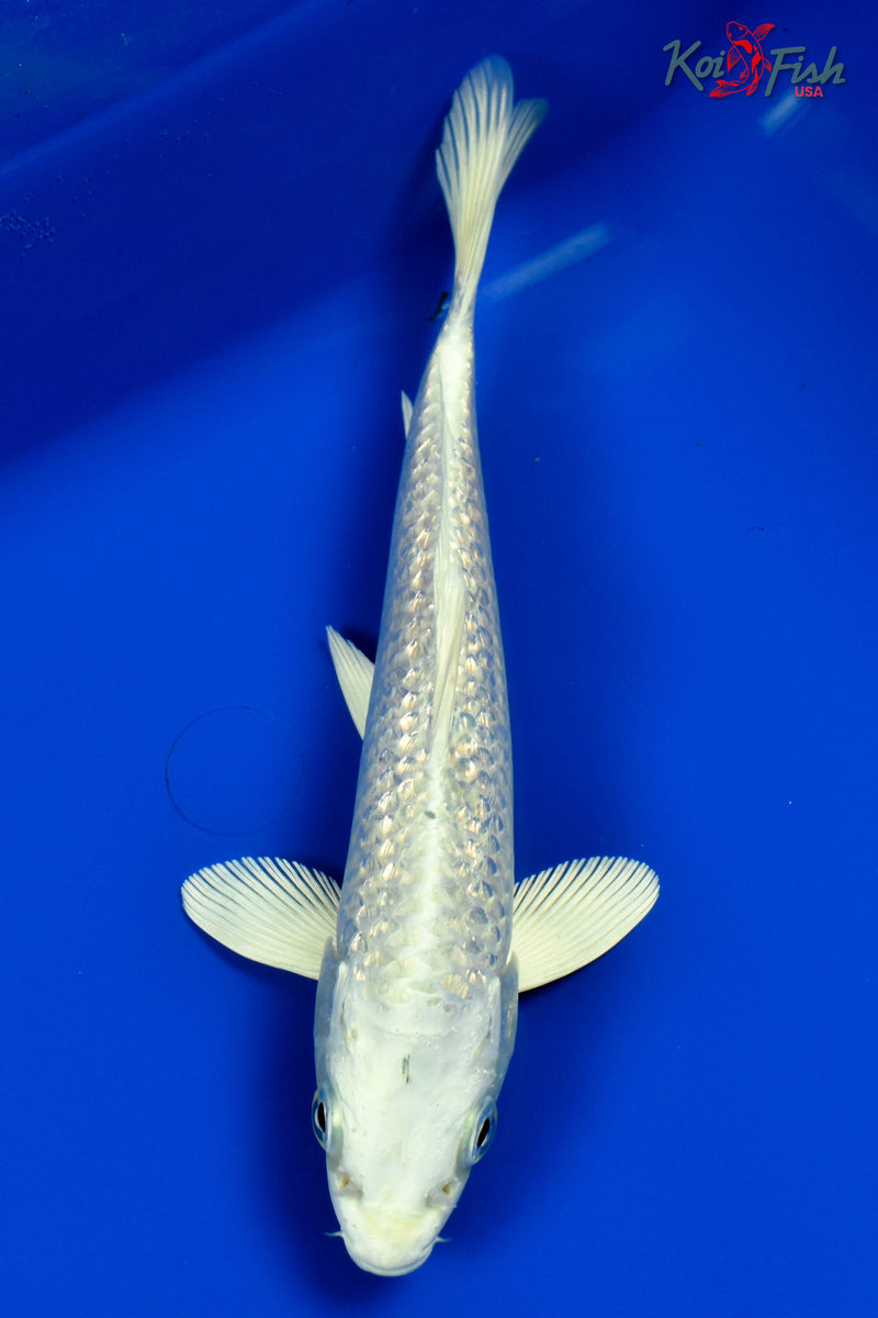 9" GINRIN PLATINUM OGON