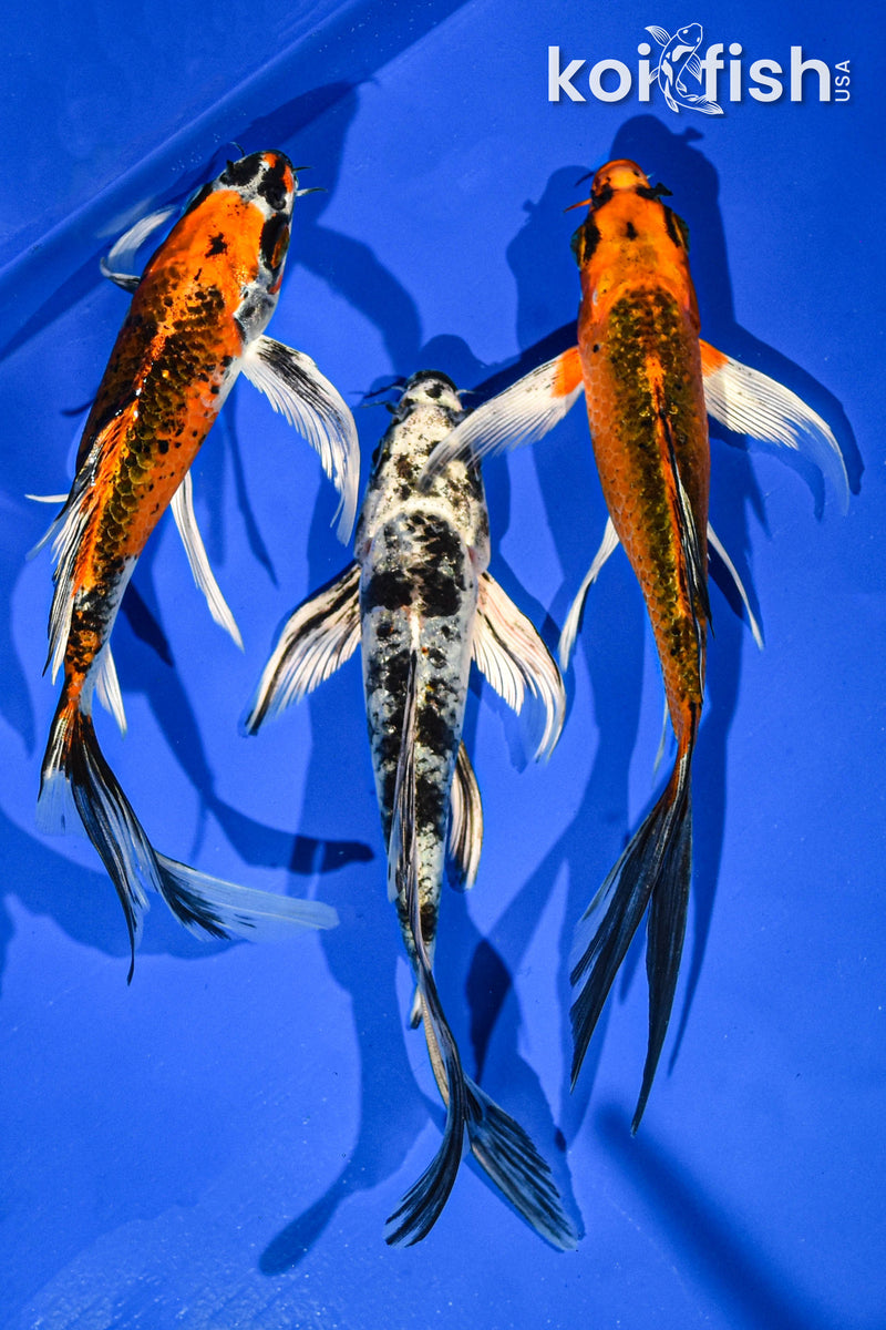 (3) 6-7" BUTTERFLY KOI