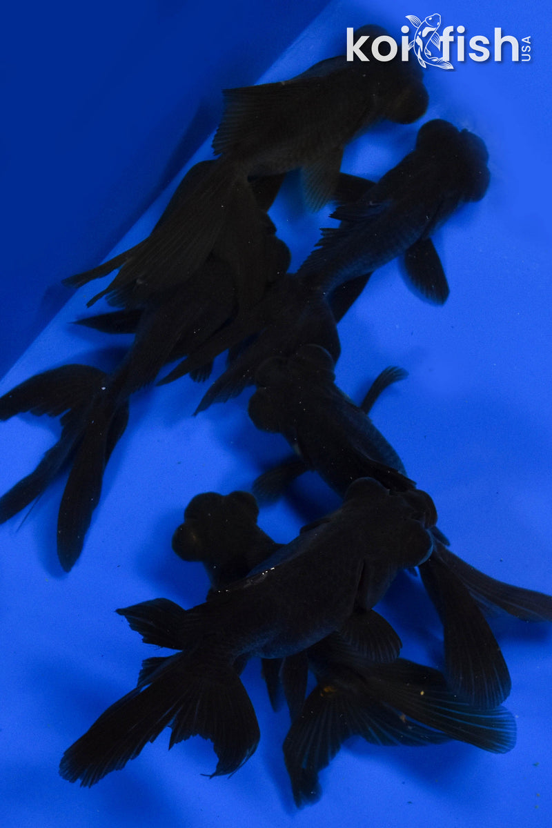 (FIVE) 4-5" Black Moor Goldfish