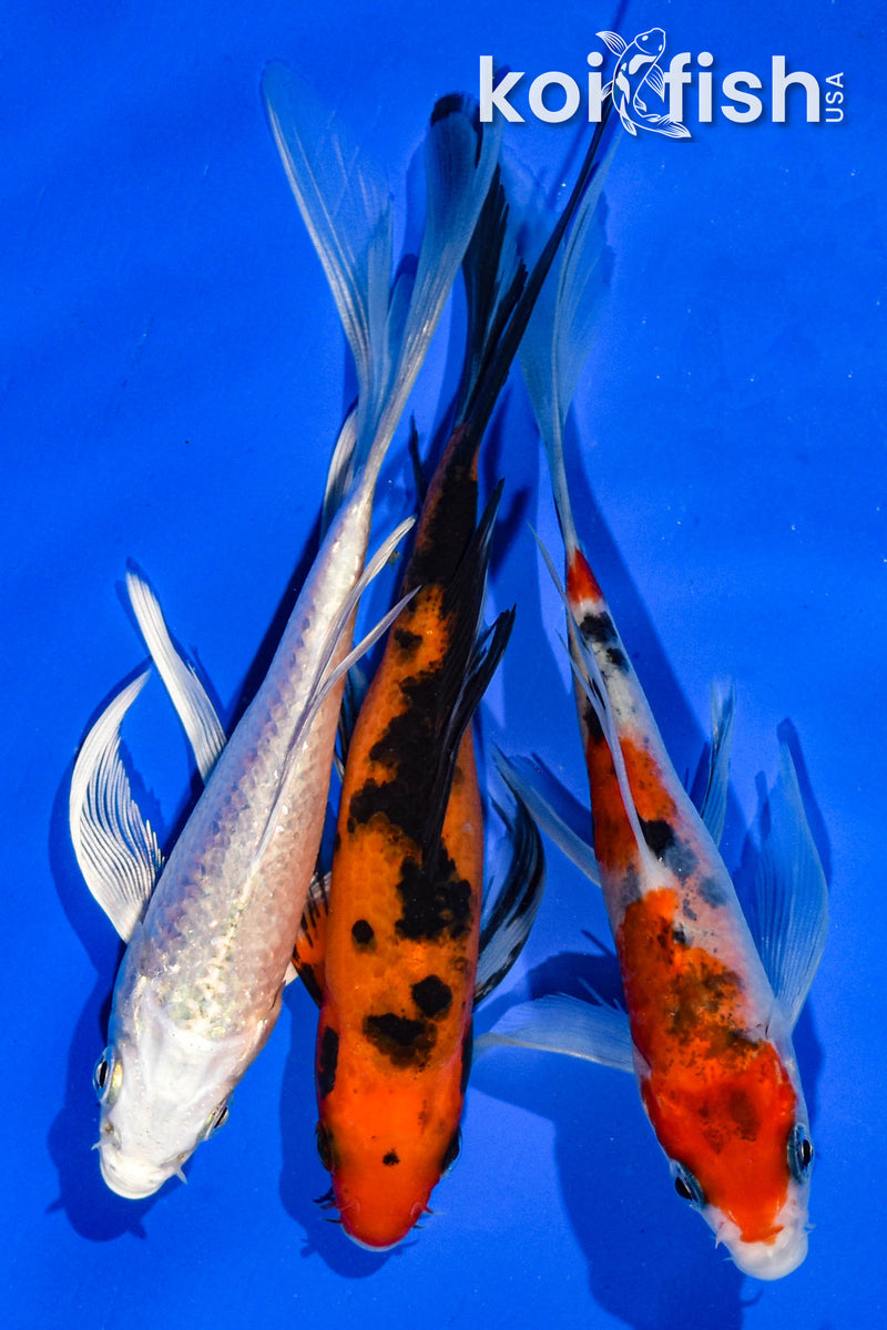 (3) 5-6" BUTTERFLY KOI