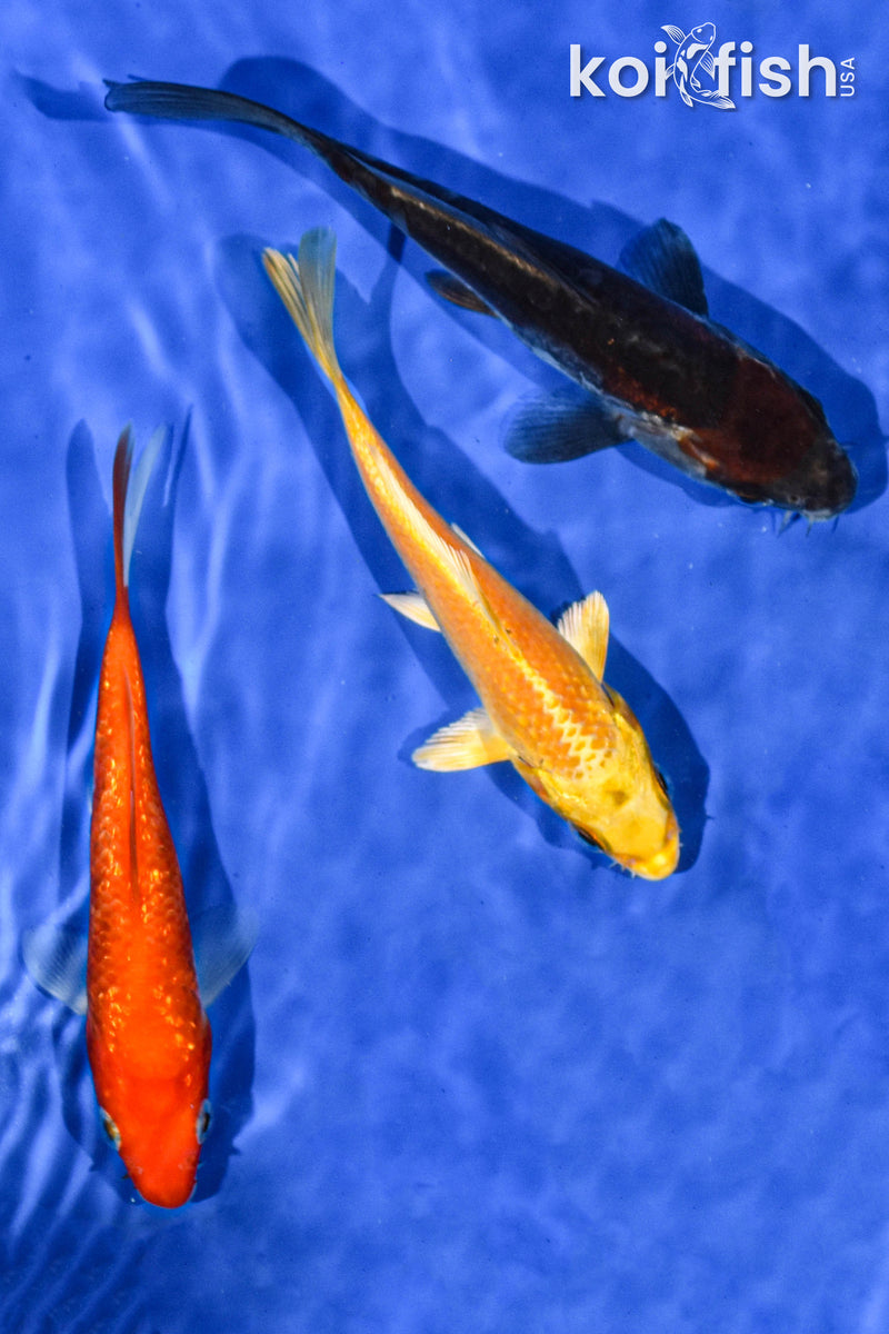 PACK OF (3) 5-6" STANDARD KOI