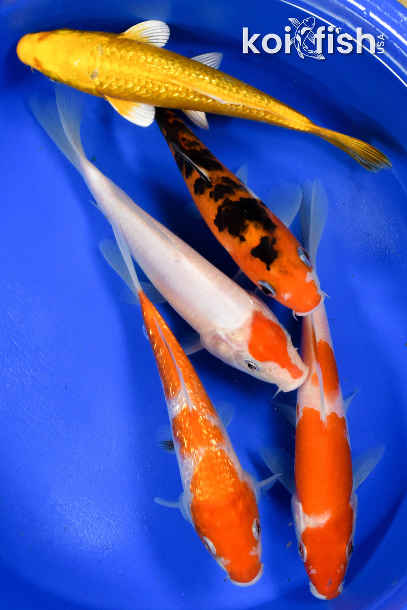 Exact Fish - Lot of (5) Assorted 5-6" Koi