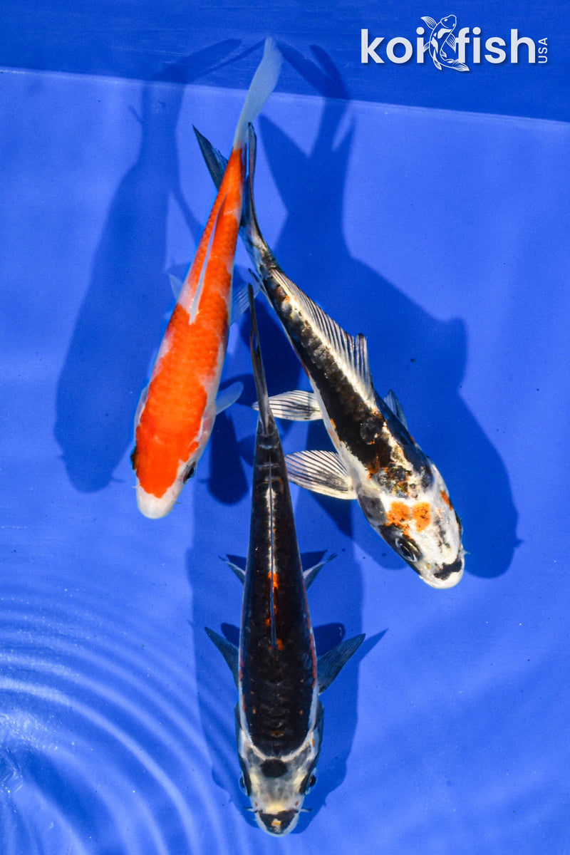 Pack of (3) 5-6" Standard Koi