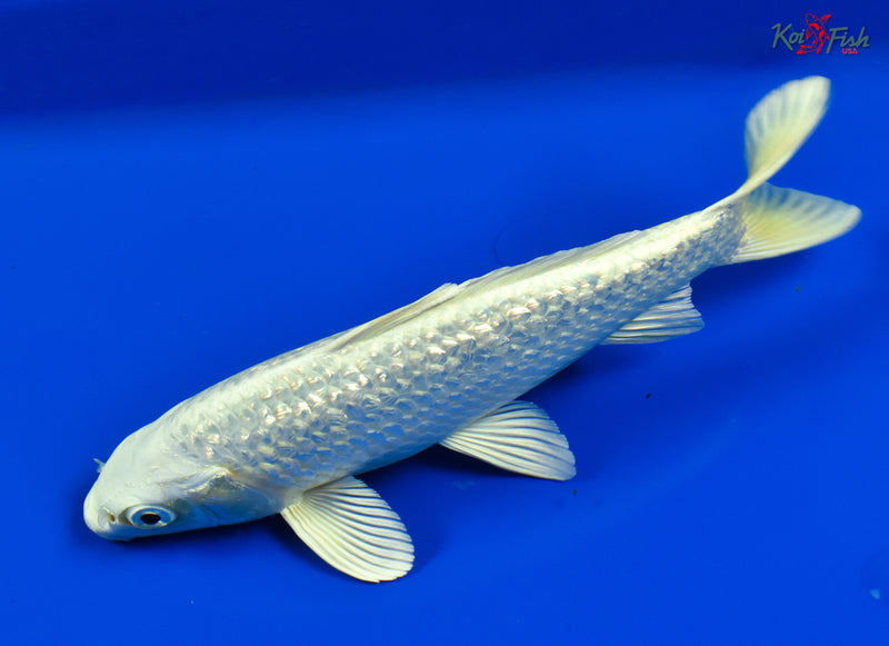 9.5" GINRIN PLATINUM OGON