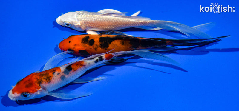 (3) 5-6" BUTTERFLY KOI