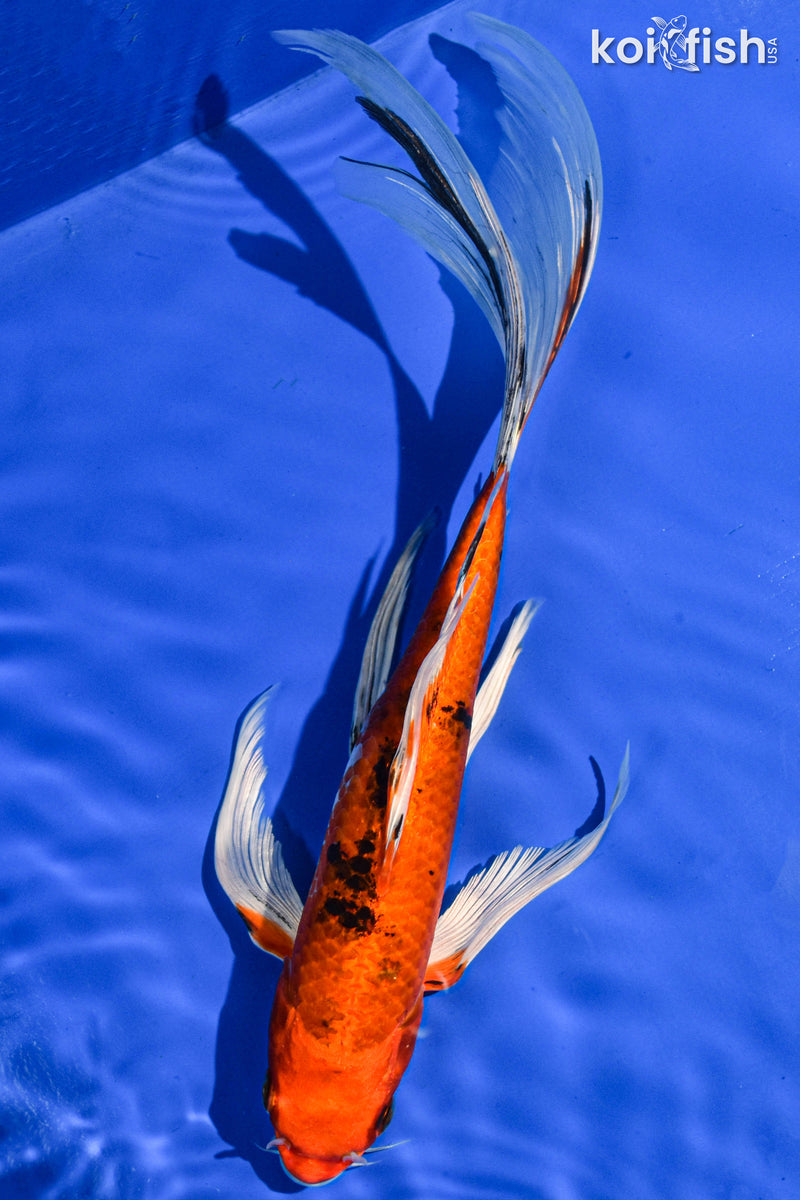 9.5" YAMATO NISHIKI BUTTERFLY