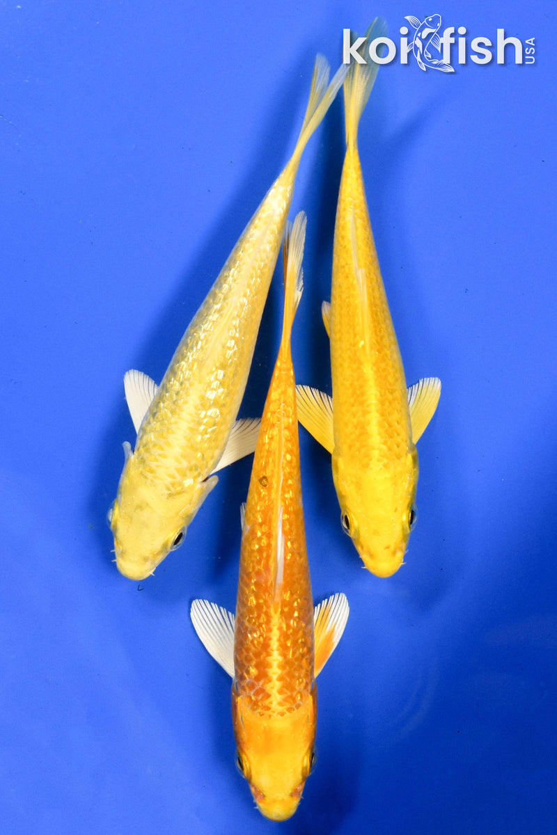 EXACT FISH - LOT OF (3) 5-6" STANDARD KOI