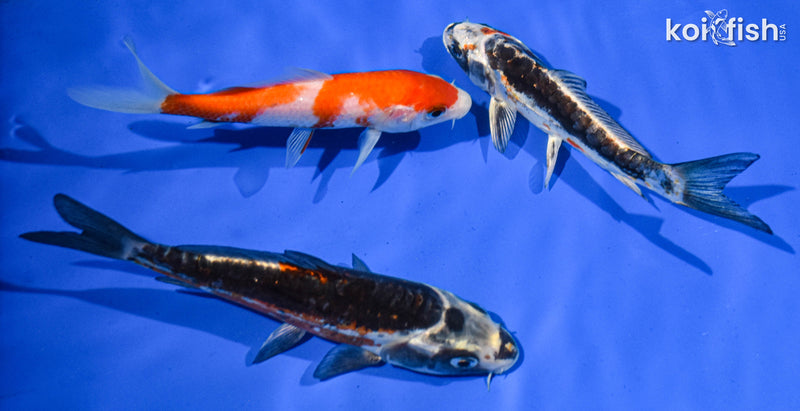 Pack of (3) 5-6" Standard Koi