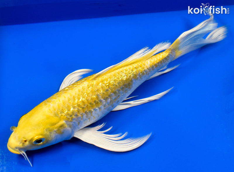 9.5" GINRIN HARIWAKE BUTTERFLY