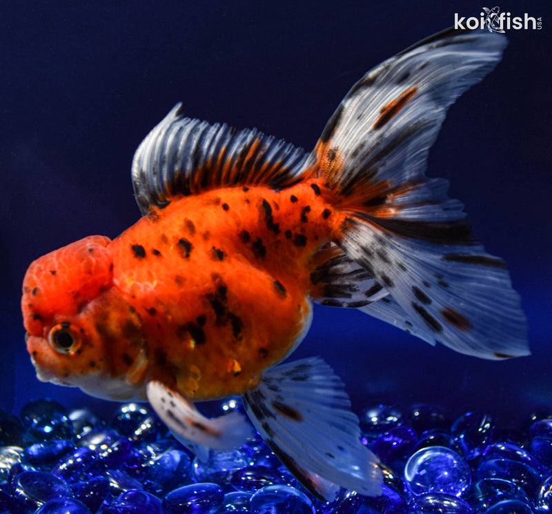 5" ORANDA GOLDFISH