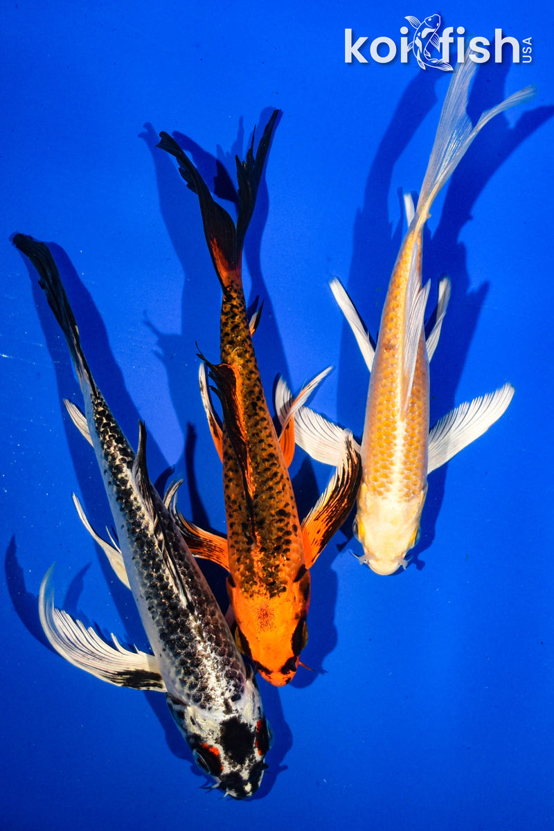 (3) 6-7" BUTTERFLY KOI